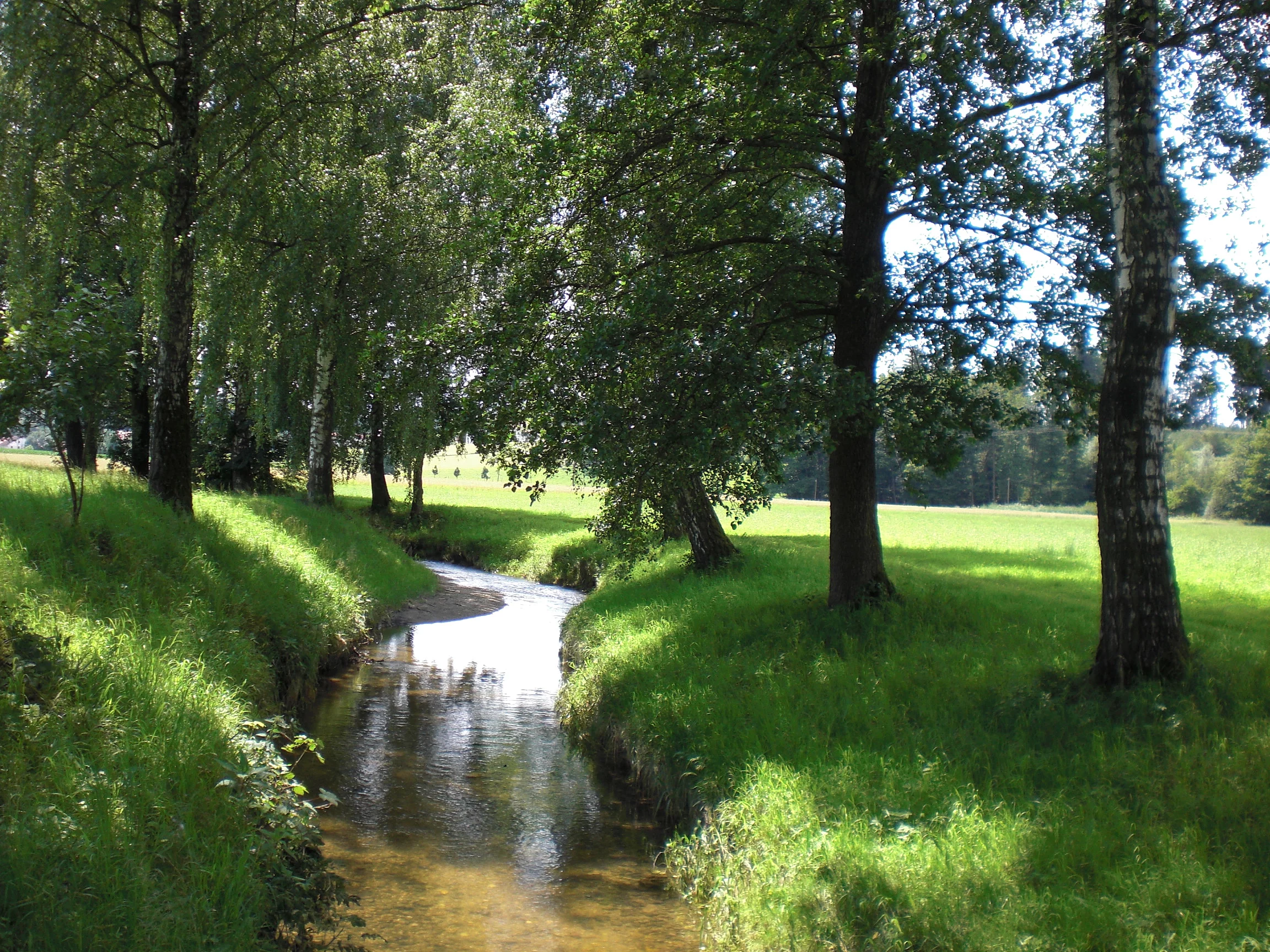 Der Ornaubach umgeben von Bäumen