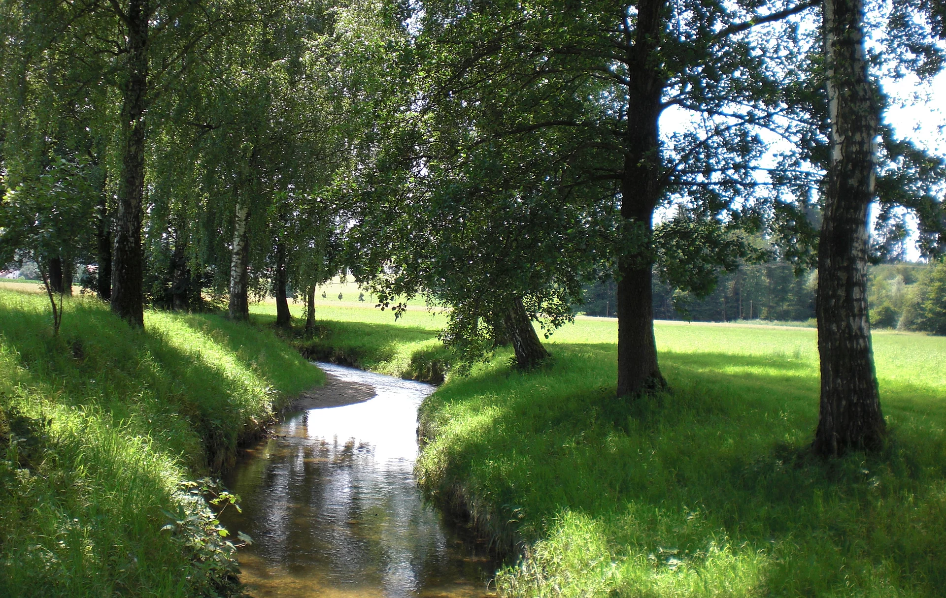 Der Ornaubach umgeben von Bäumen